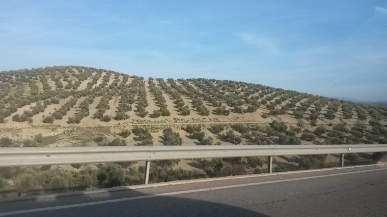 Auf der Heimfahrt: Olivenbäume über Olivenbäume